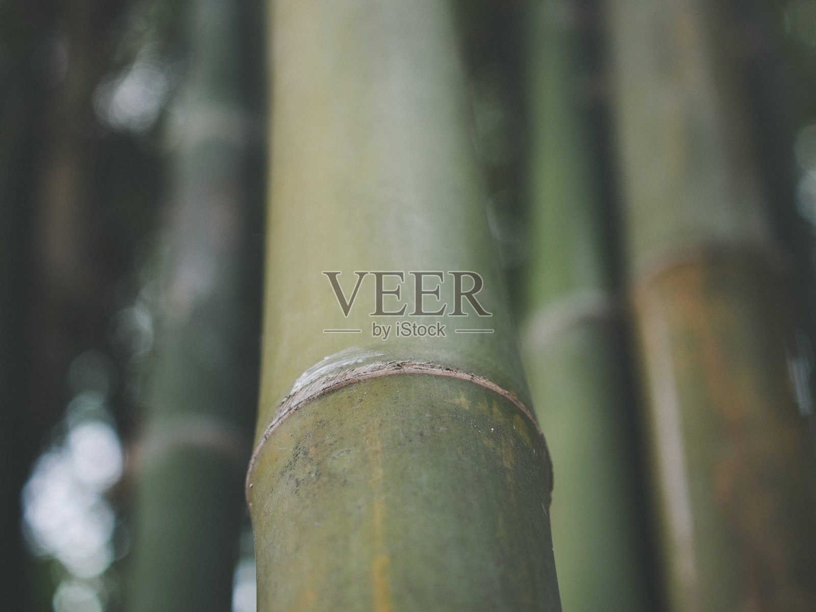 竹子照片摄影图片