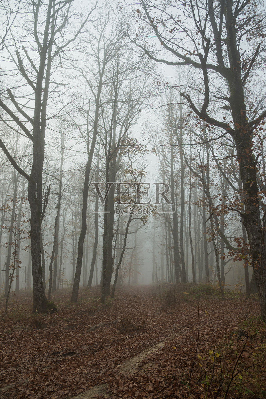 雾霾笼罩的森林。雾天阴森的森林照片摄影图片