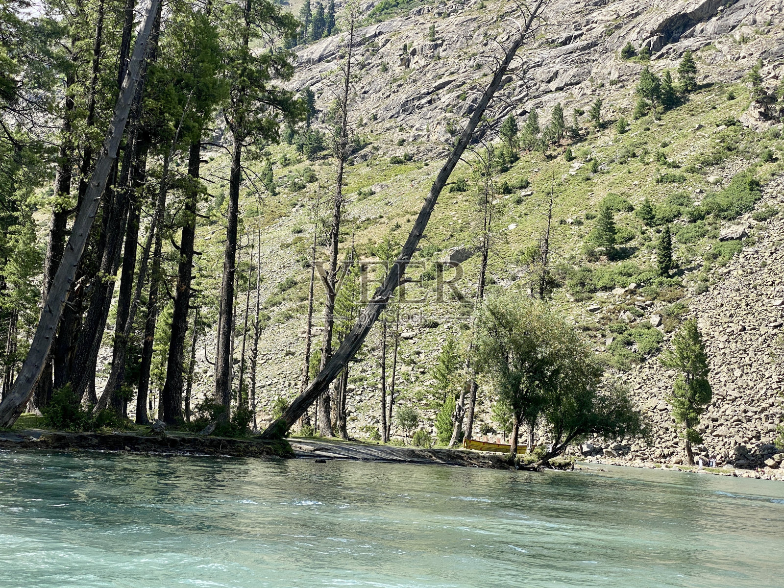 河岸上倒下的树照片摄影图片