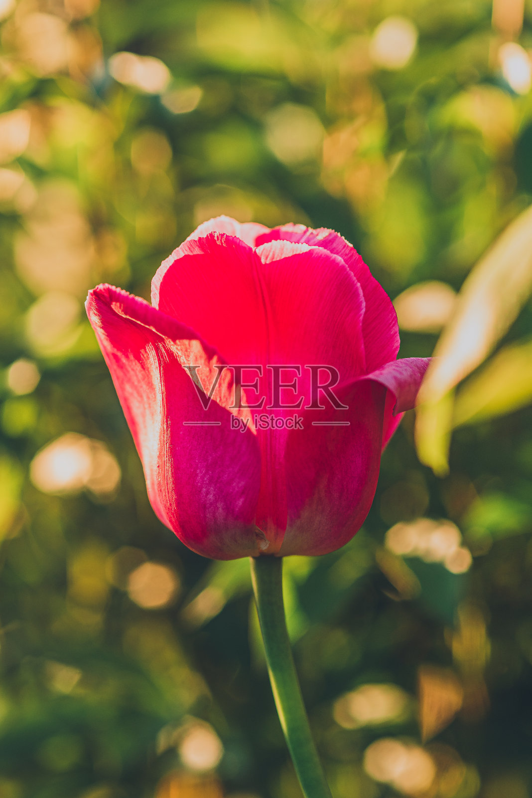 郁金香照片摄影图片