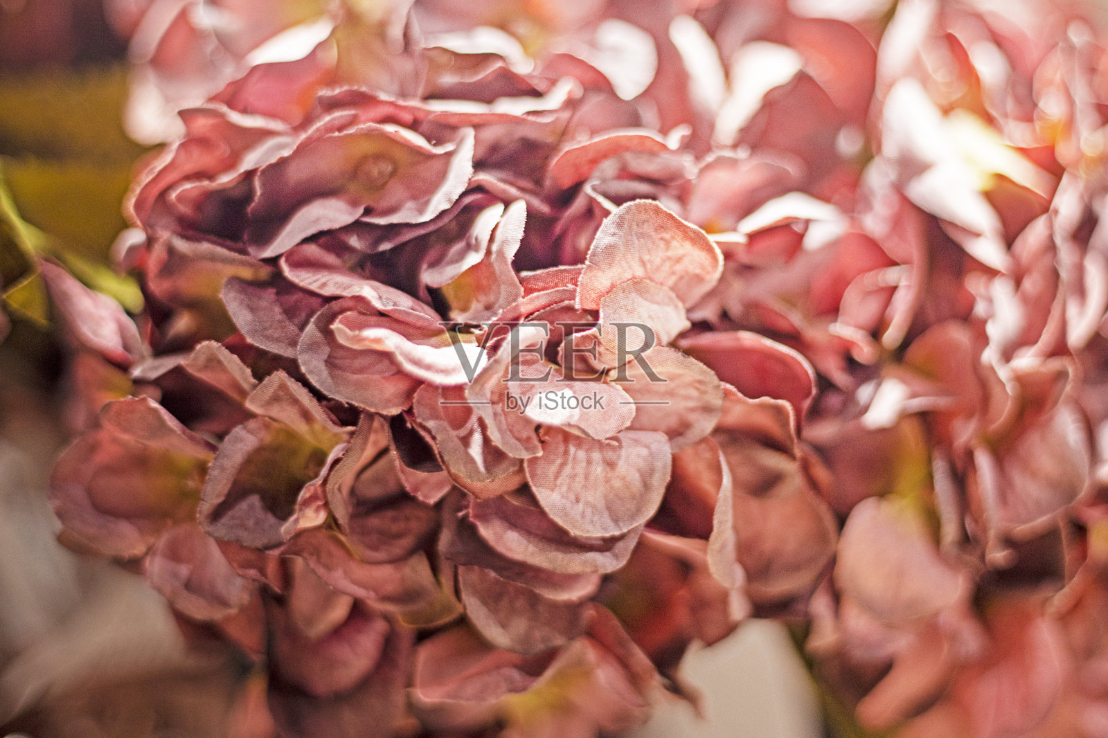 抽象背景勃艮第干花在一个模糊的背景。家居装饰照片摄影图片