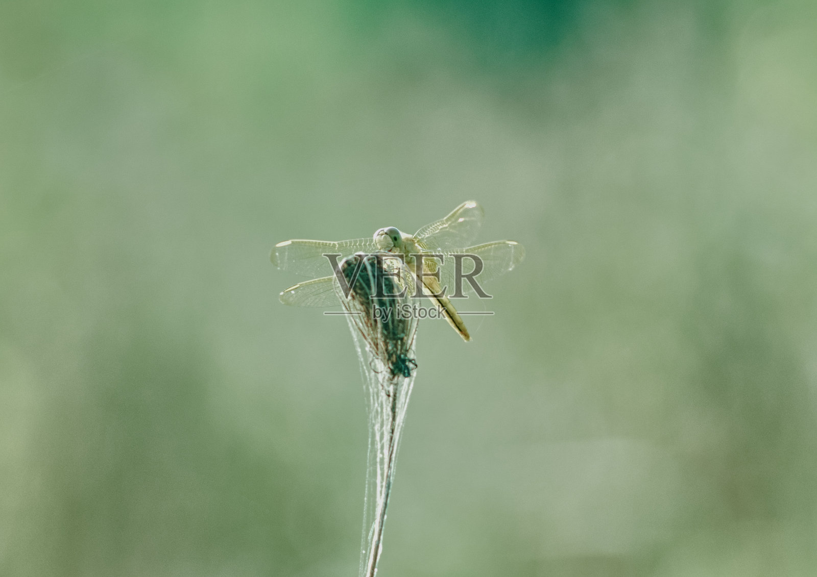 蜻蜓照片摄影图片
