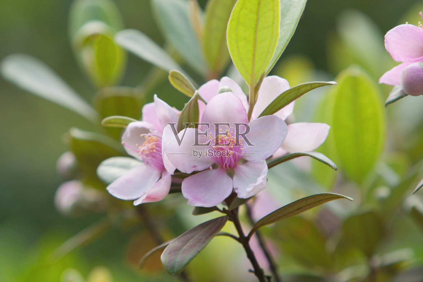 2008年5月12日香港花卉的自然背景照片摄影图片