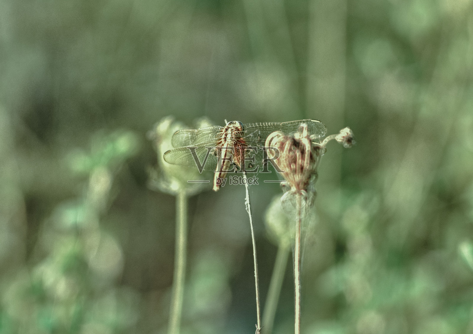 蜻蜓照片摄影图片