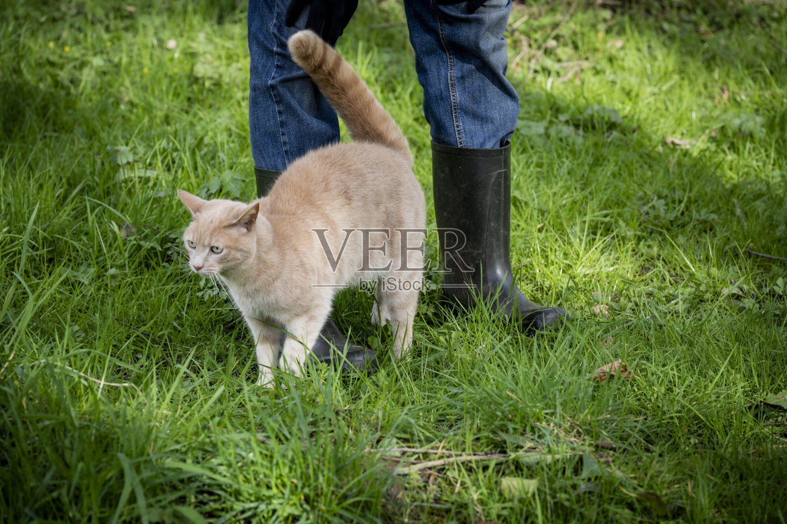 一名男子带着他的姜黄色猫走在草坪上照片摄影图片