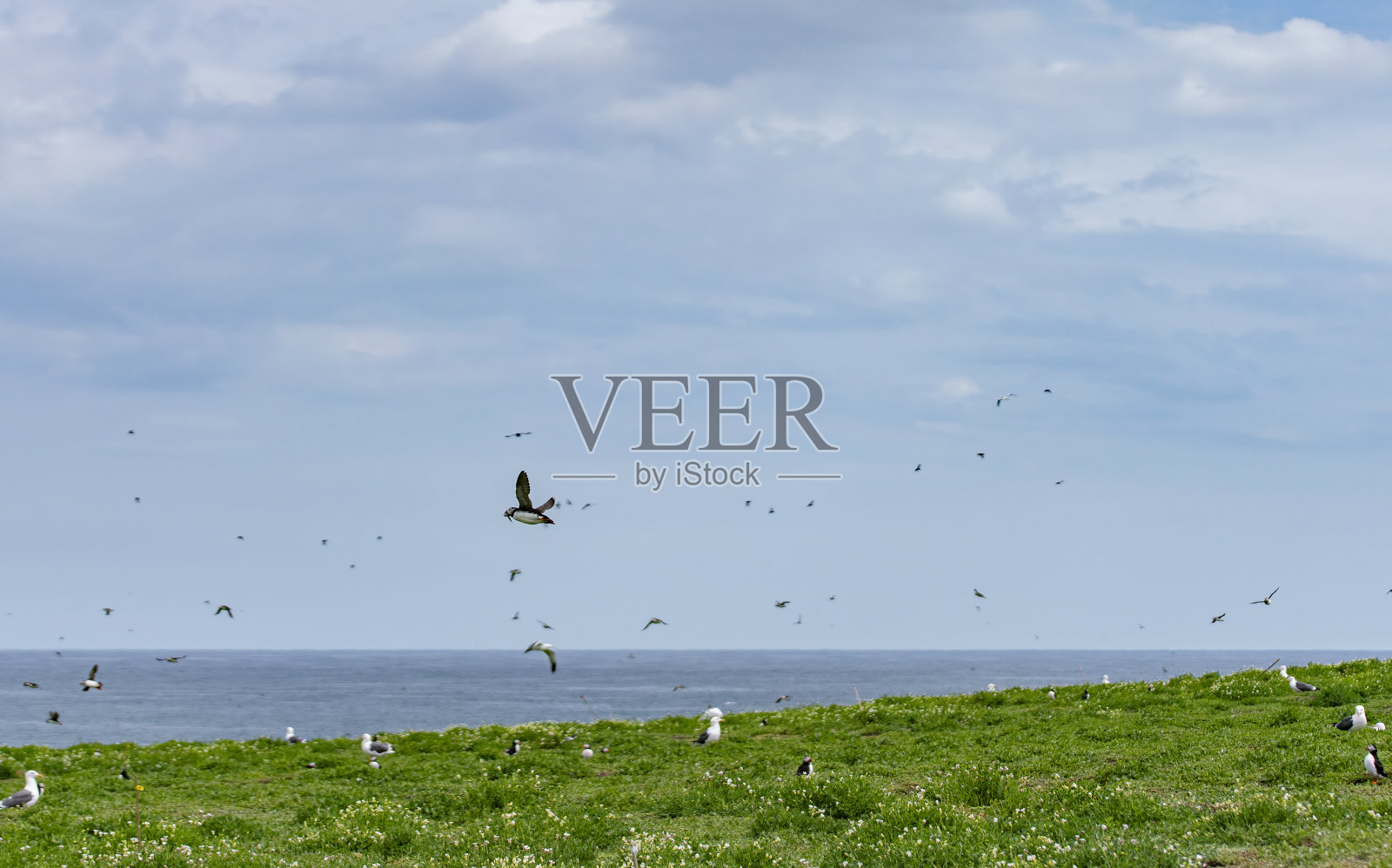 海雀和其他海鸟在诺森伯兰郡法恩群岛内法恩岛上的悬崖顶上的草地上照片摄影图片