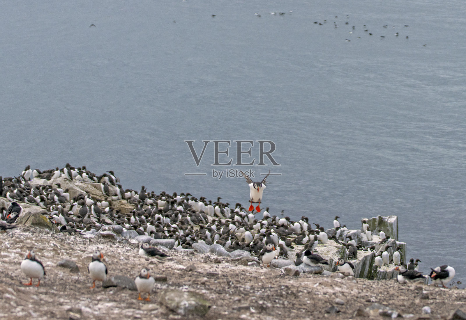 海雀和其他海鸟降落在诺森伯兰郡法恩群岛的法恩岛内的岩石上照片摄影图片