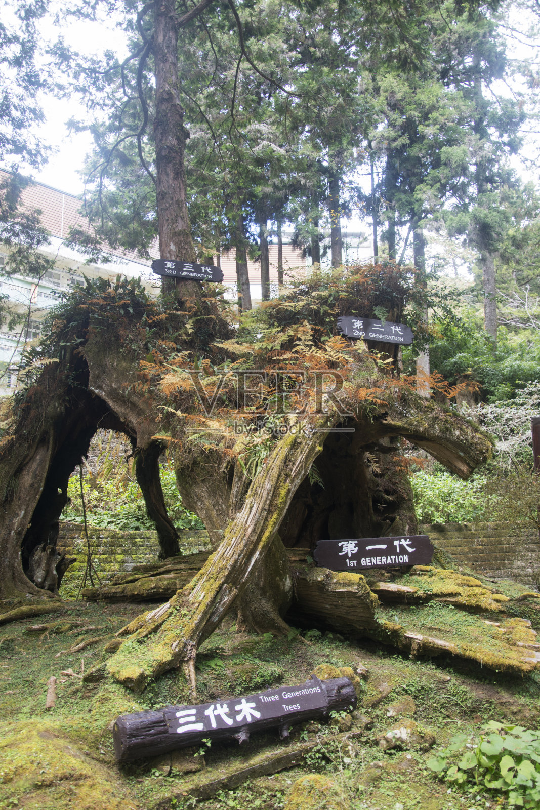 台湾阿里山森林游乐区著名的三代树照片摄影图片