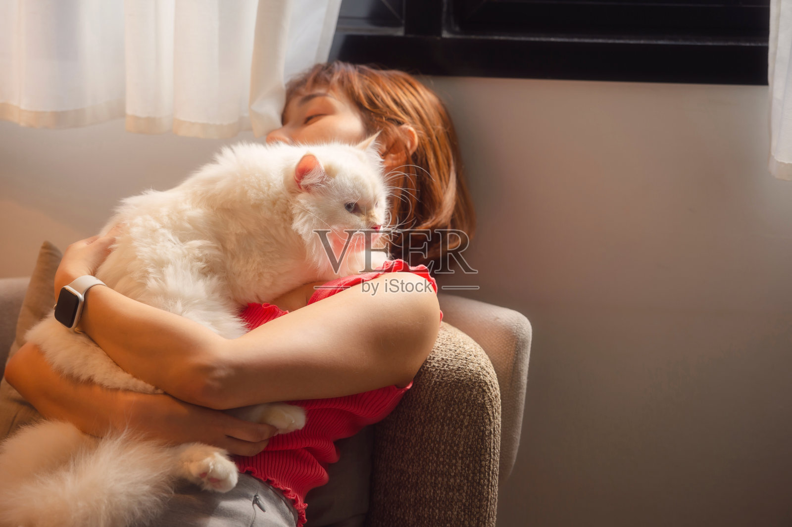 女孩和波斯猫照片摄影图片