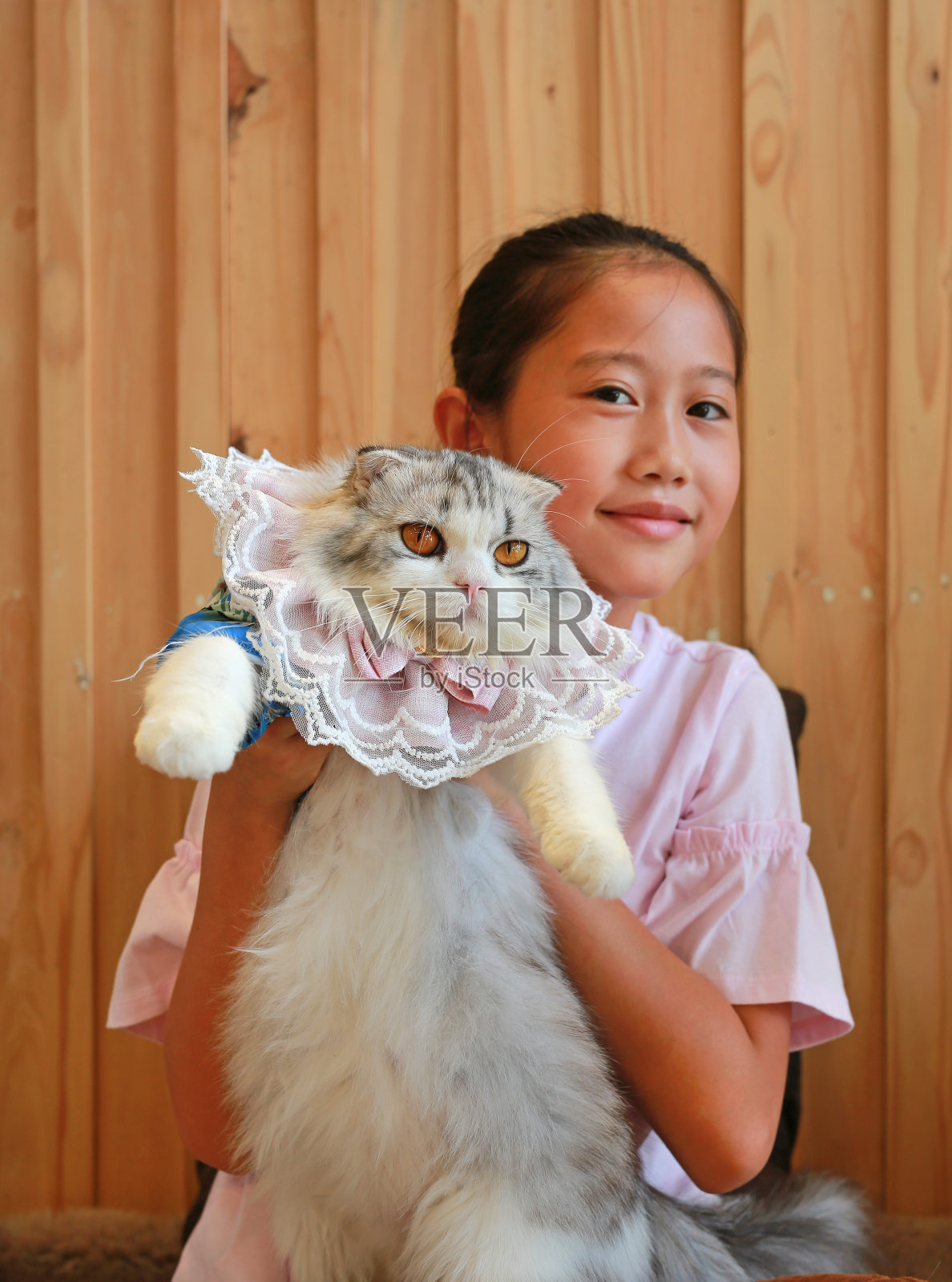 抱着波斯苏格兰折耳猫的亚洲女孩肖像照片摄影图片