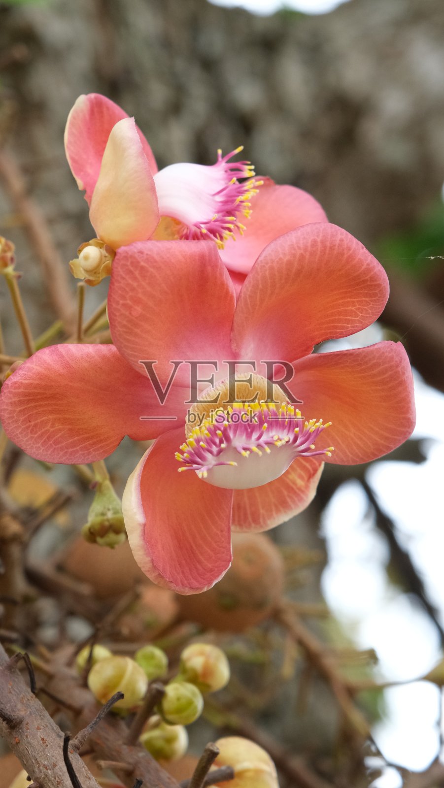 炮弹花盛开(佛教史上的花)照片摄影图片