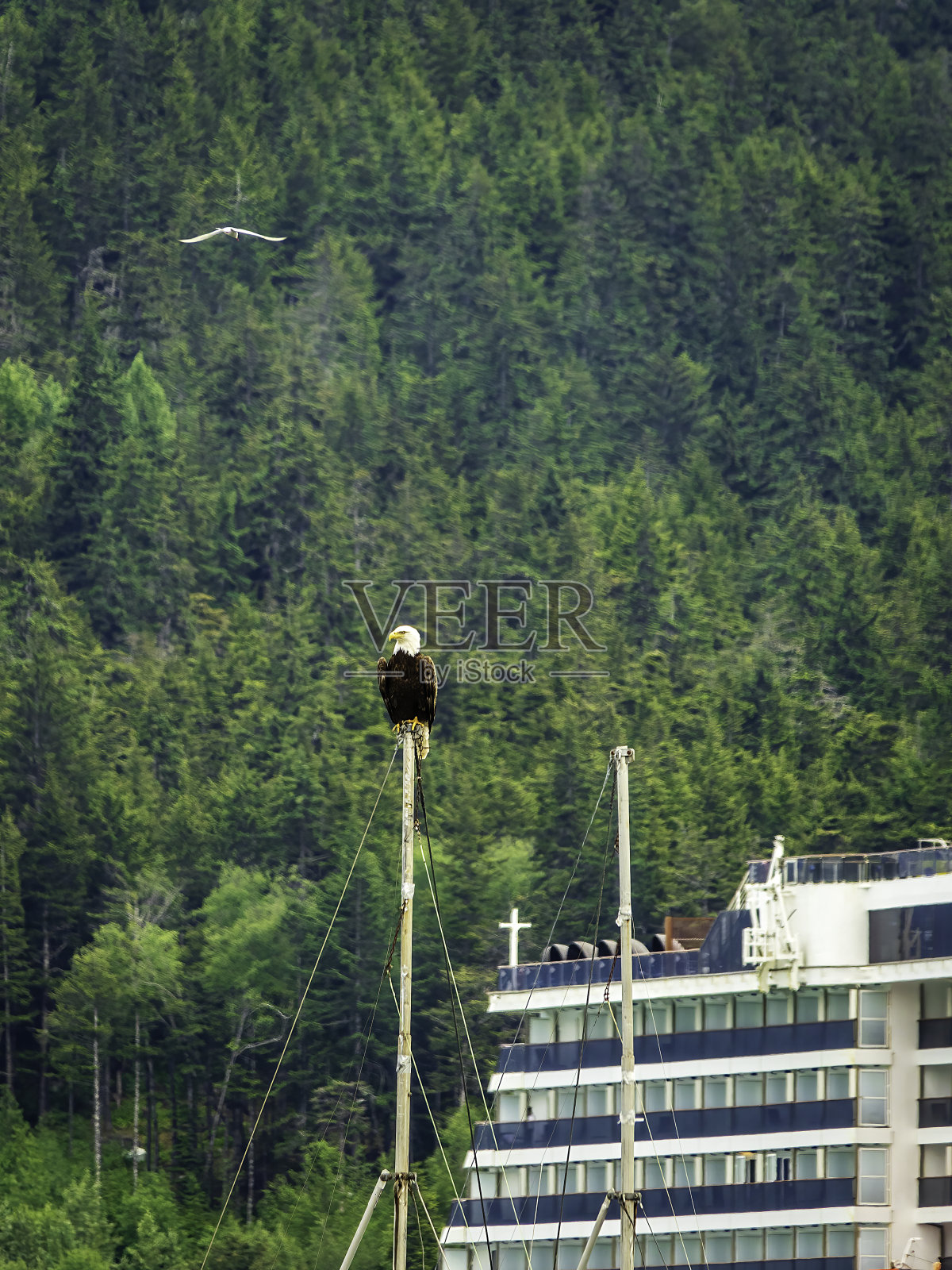 栖息在阿拉斯加一艘游轮附近的秃鹰照片摄影图片