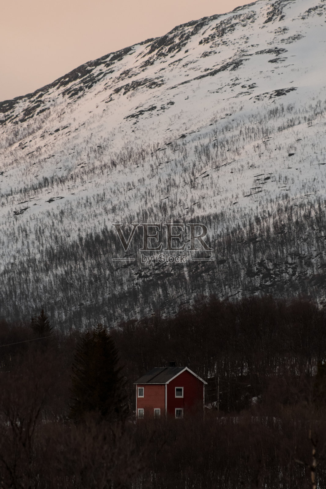 两层的小房子被树和一棵高大的圣诞树包围着照片摄影图片