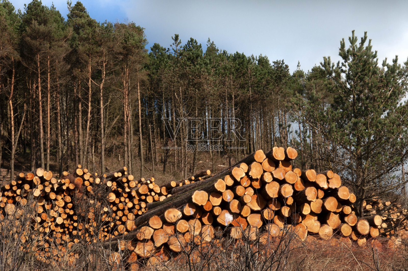 在北爱尔兰的森林前，一堆针叶树的树干照片摄影图片