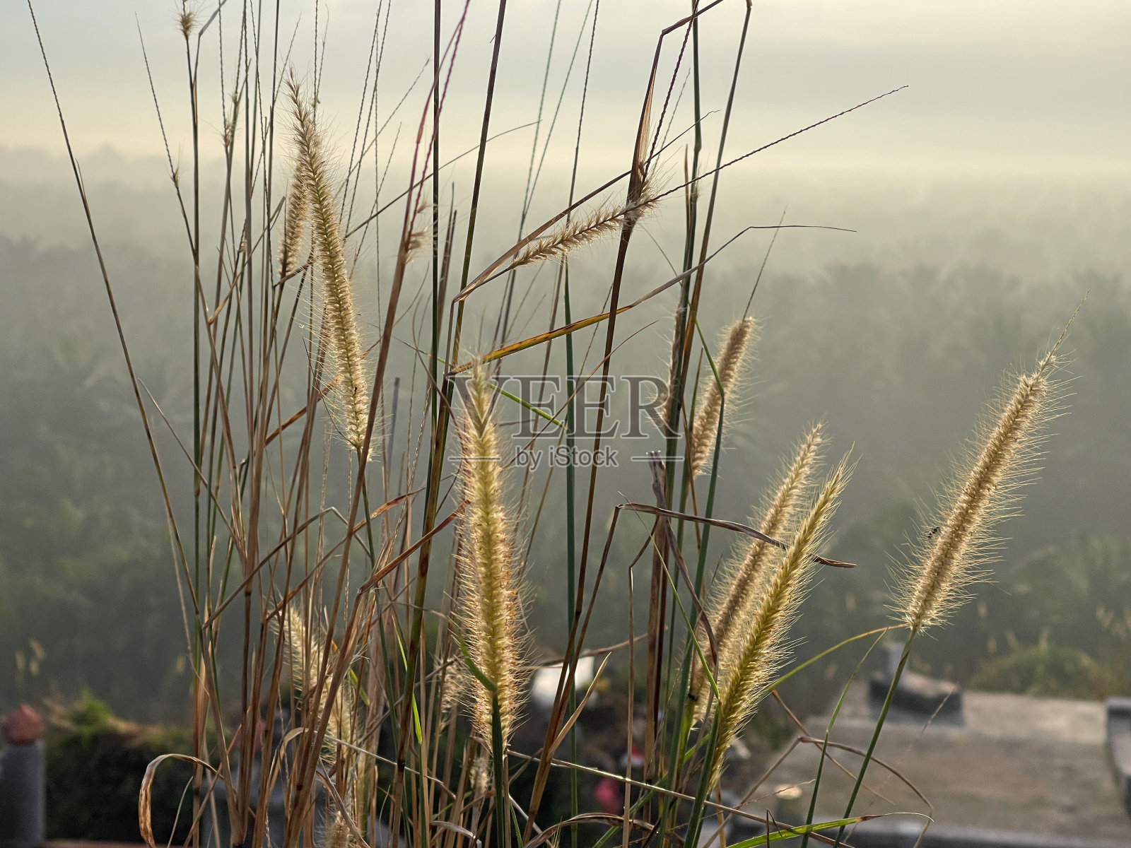 早晨日出时从山上看出去的景色照片摄影图片