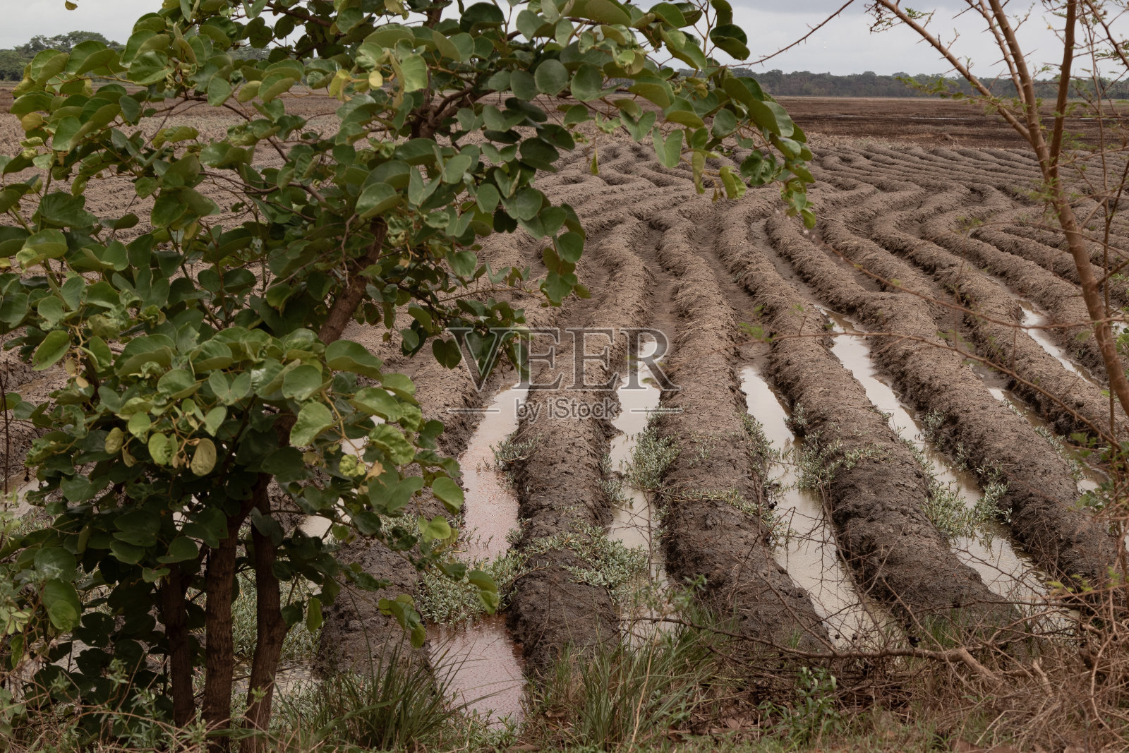 博拉尼亚:在几内亚比绍种植水稻的方法照片摄影图片