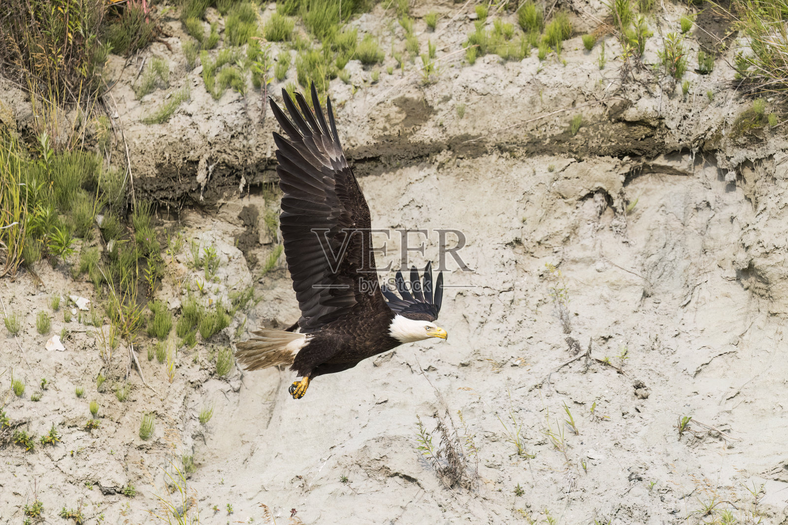 秃鹰照片摄影图片