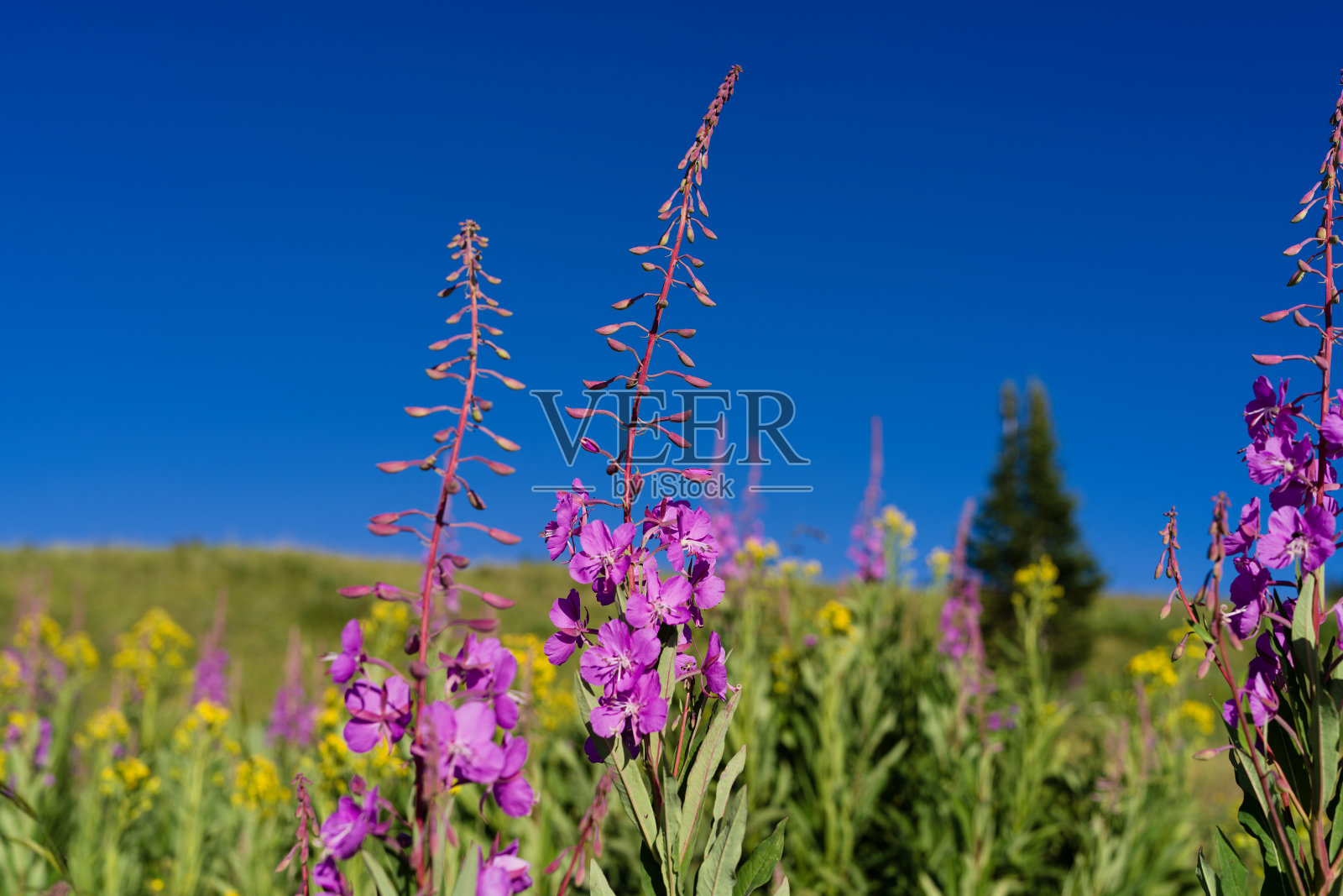 粉红色充满活力的火杂草野花在山草甸照片摄影图片
