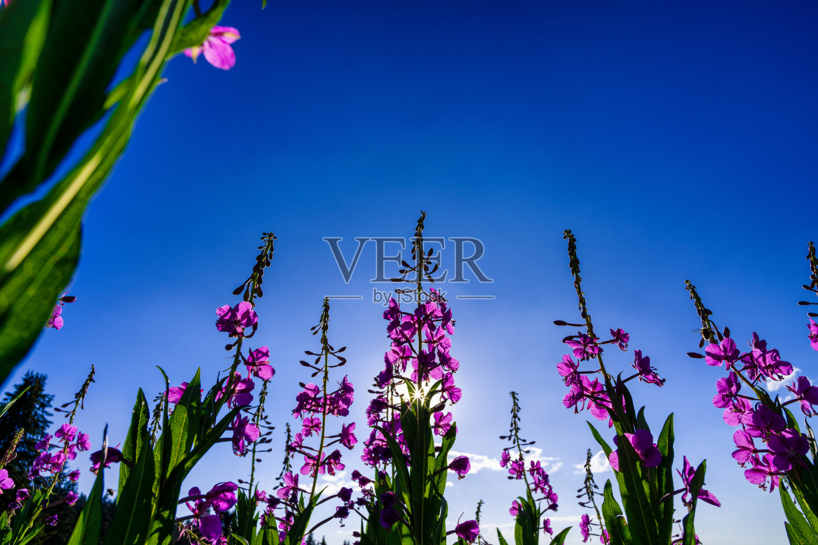 粉红色充满活力的火杂草野花在山草甸照片摄影图片