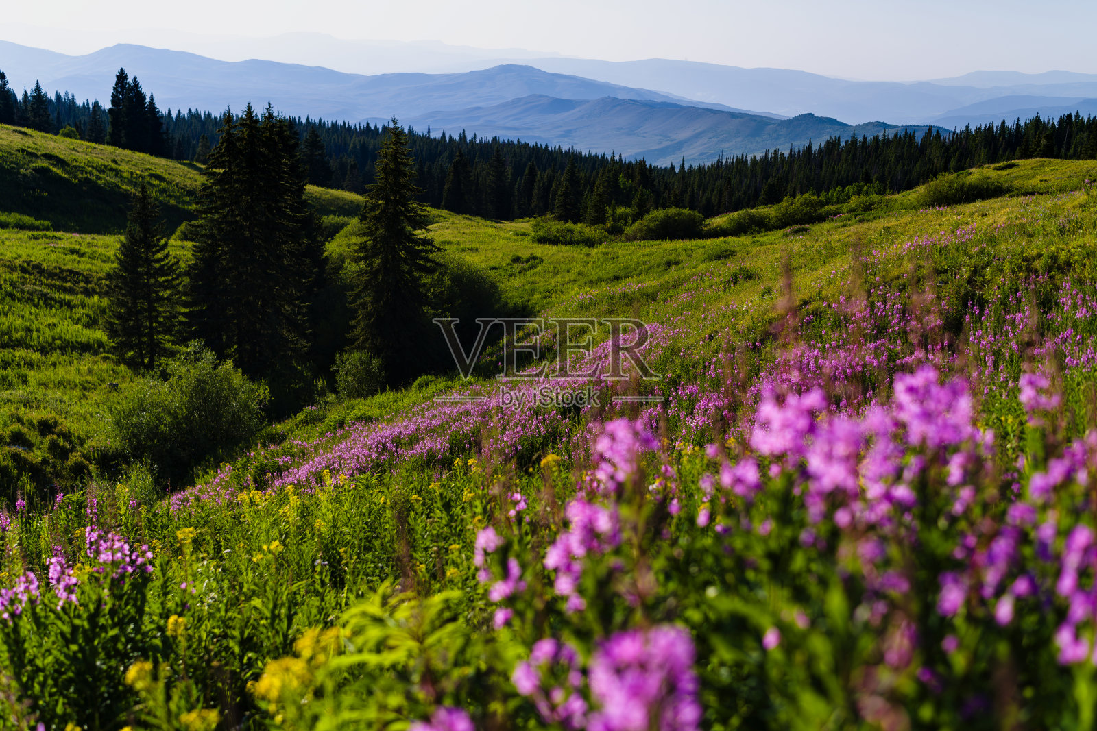 粉红色充满活力的火杂草野花在山草甸照片摄影图片