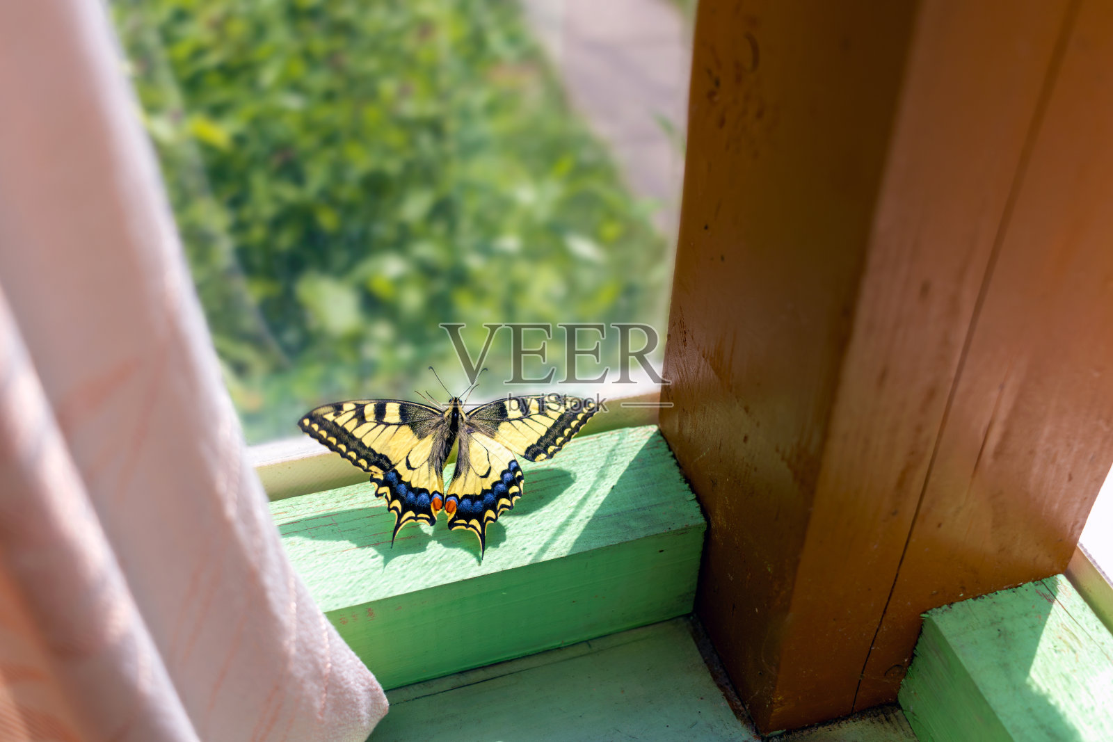 夏日小屋窗边露台上的凤蝶。金色的笼子里照片摄影图片