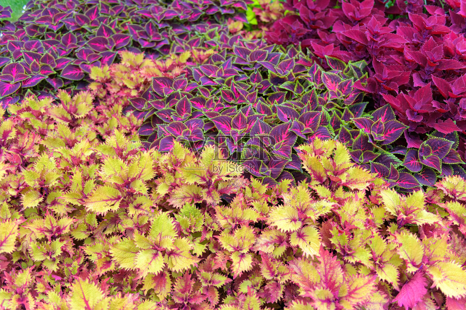 彩色植物多样的叶子照片摄影图片