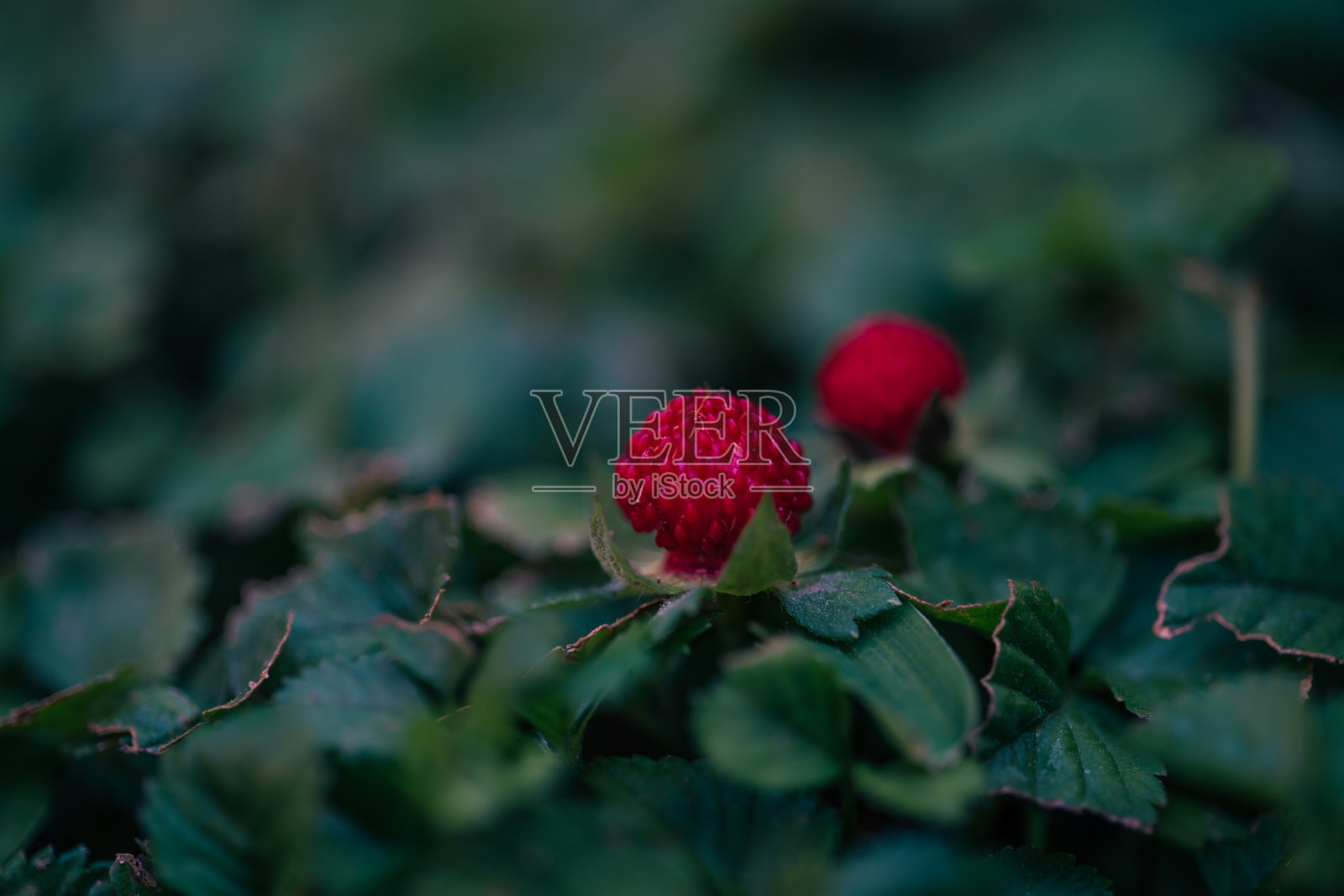 野草莓果实。宏观照片照片摄影图片