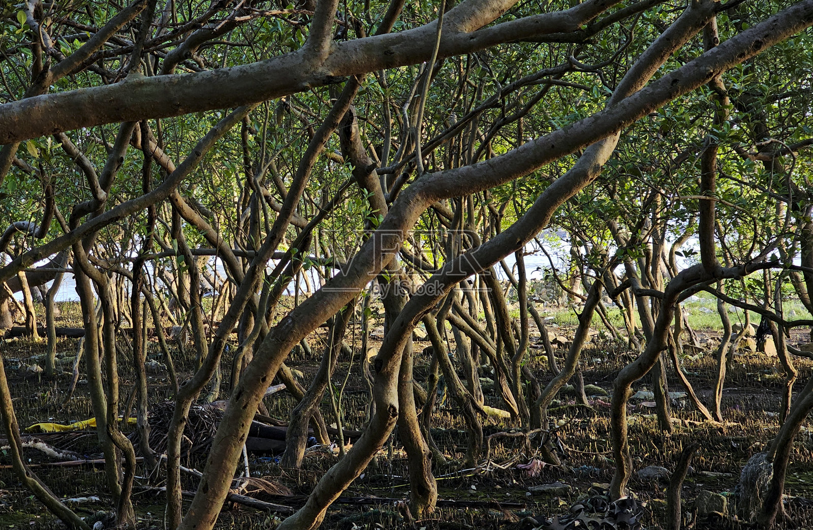 沿海红树林，绿林，天江省照片摄影图片