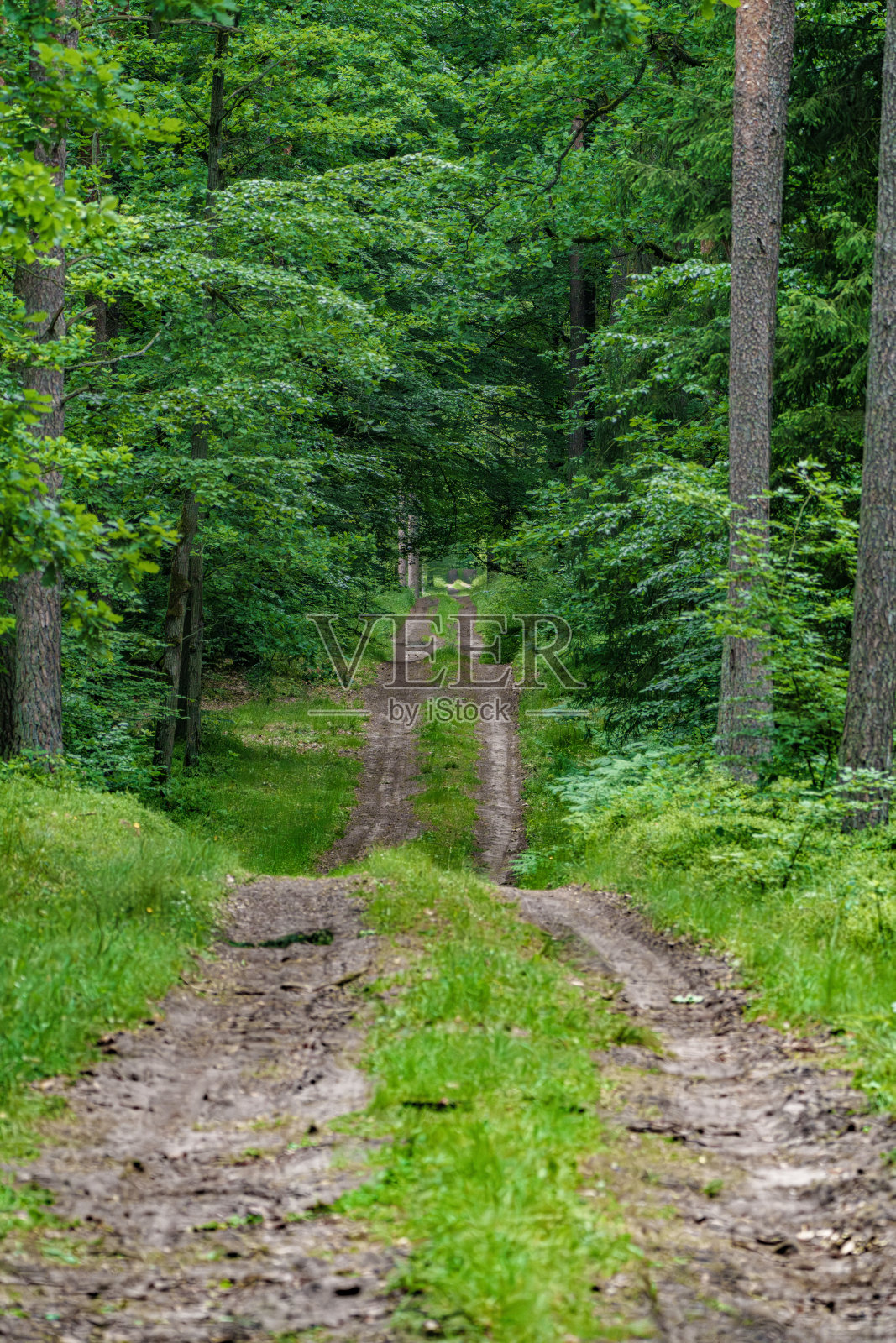 探索一条宁静的森林小径，蜿蜒穿过充满活力和郁郁葱葱的绿色植物照片摄影图片
