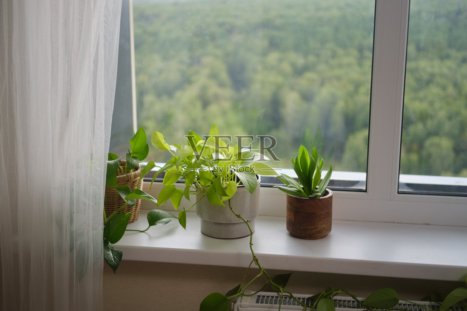 窗台上的室内盆栽植物与透明窗帘和户外绿色植物作为背景。自然家居装饰和园艺概念。室内设计照片摄影图片