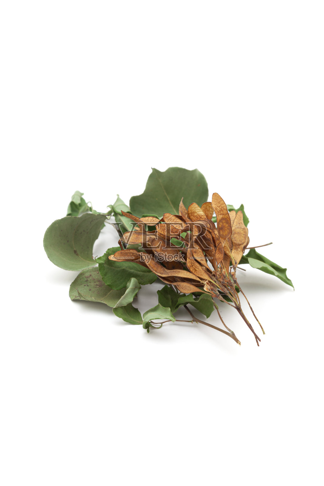 一堆干燥的有机印度紫檀(Dalbergia sissoo)或羊皮纸的叶子和果实。孤立在白色背景上。照片摄影图片