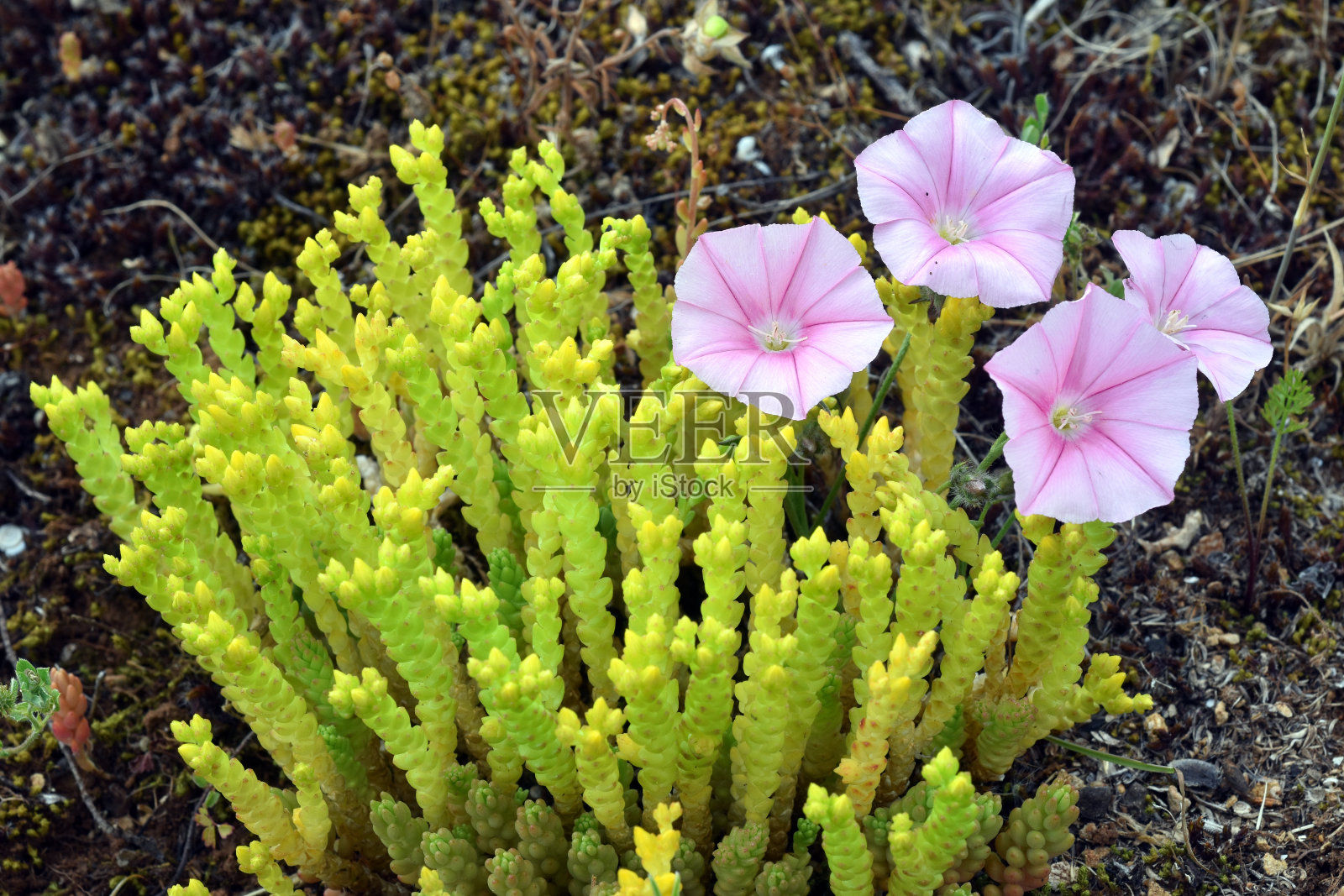 坎塔布里亚牵牛花(Convolvulus cantabrica)的粉红色花朵，旁边是金苔石楠(Sedum acre)。照片摄影图片