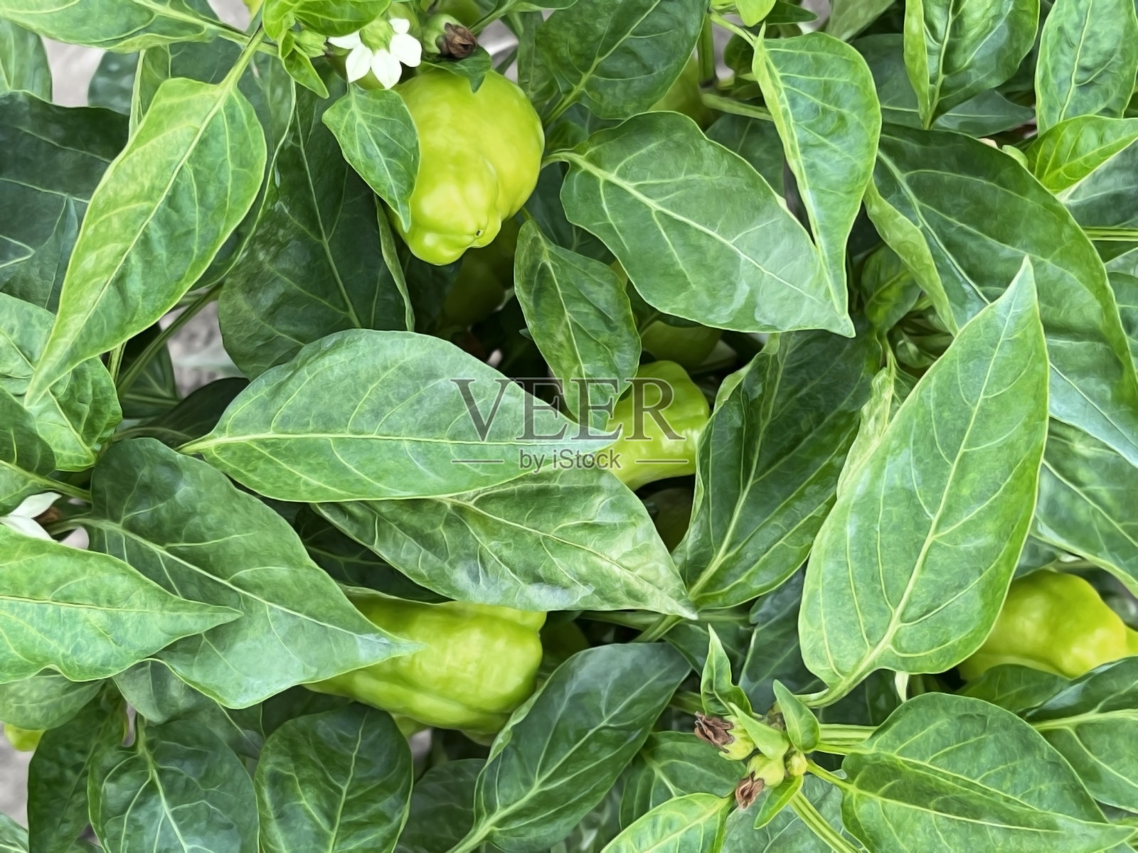 椒丛与青椒和叶子俯视图照片摄影图片