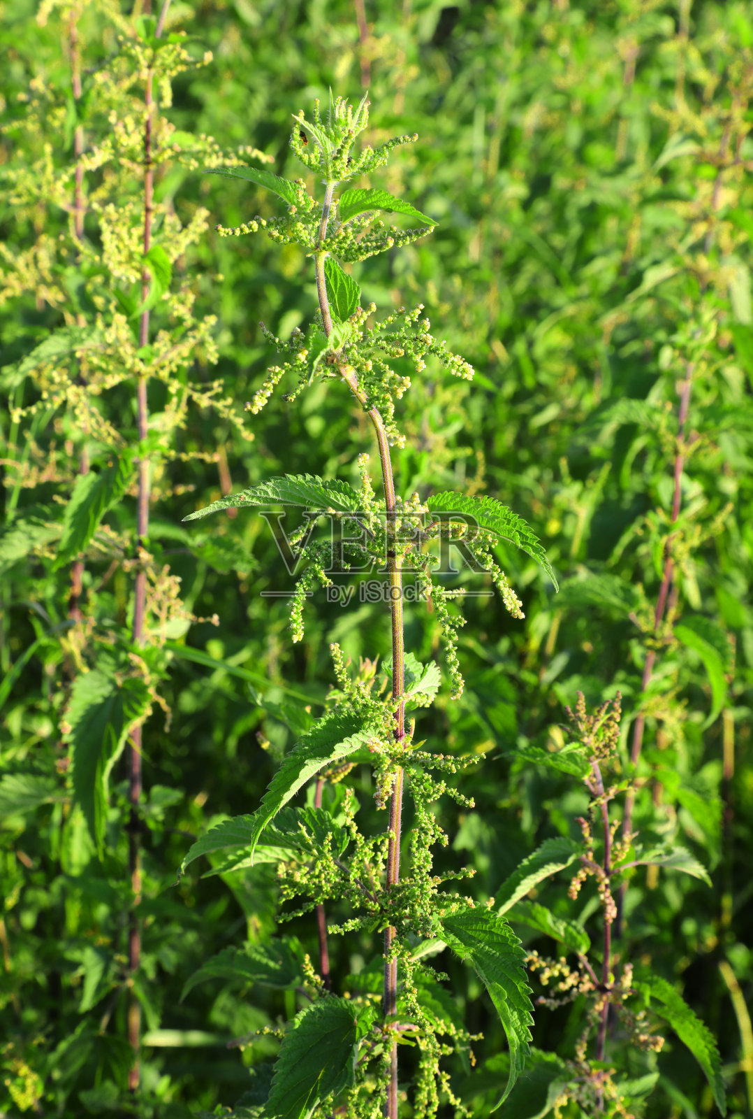 在意大利，荨麻绿叶是制作意大利烩饭的理想原料照片摄影图片