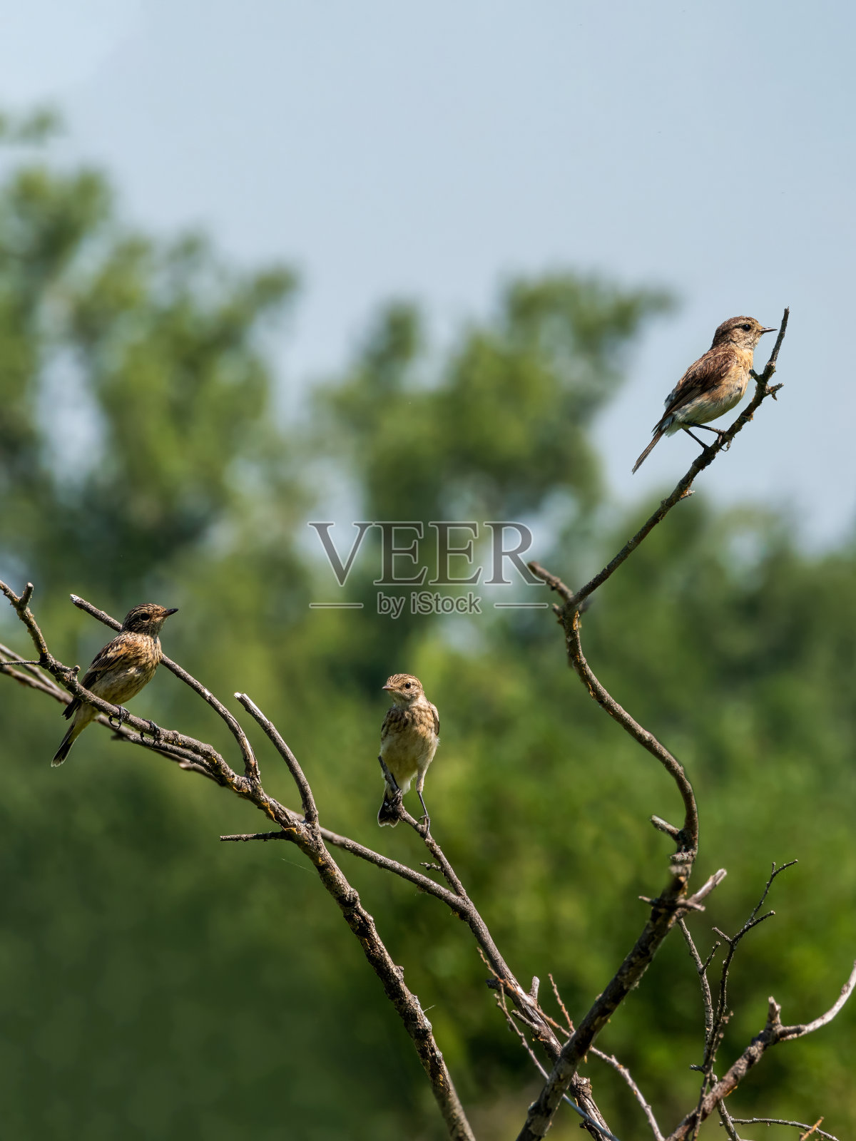 三只牢骚鬼栖息在灌木丛的树枝上照片摄影图片