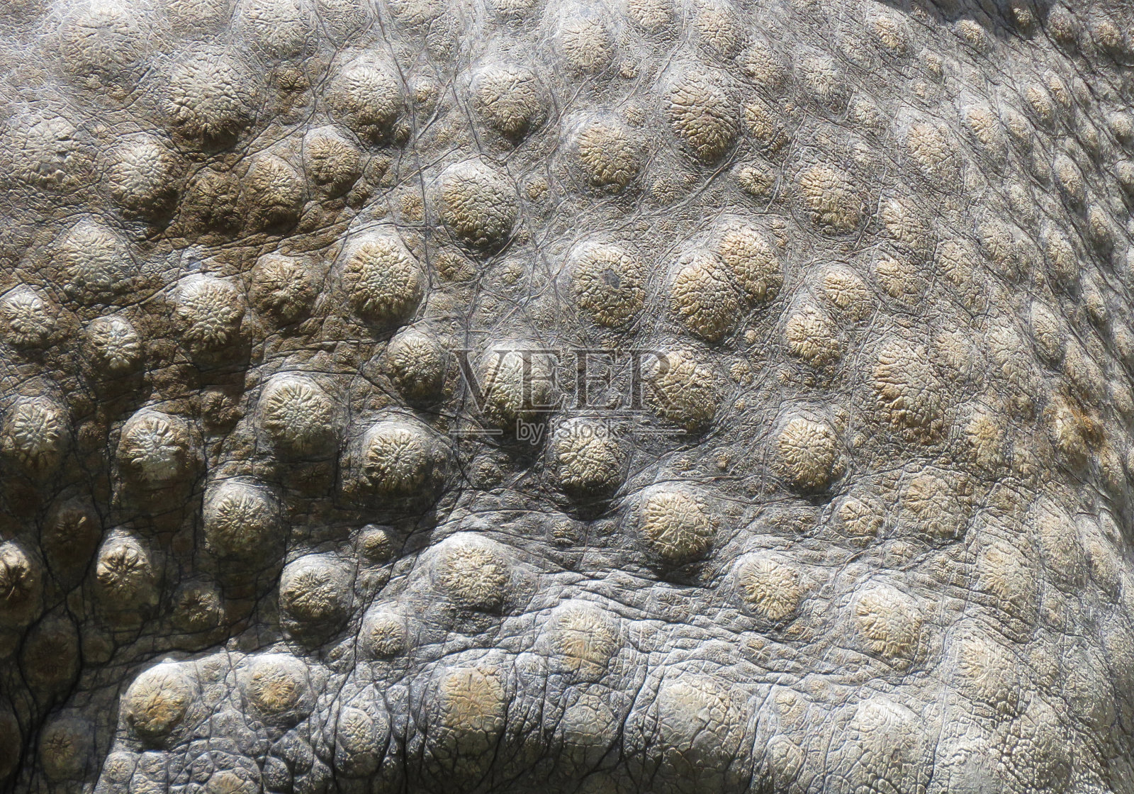 犀牛皮质地。犀牛皮肤图案的背景。照片摄影图片