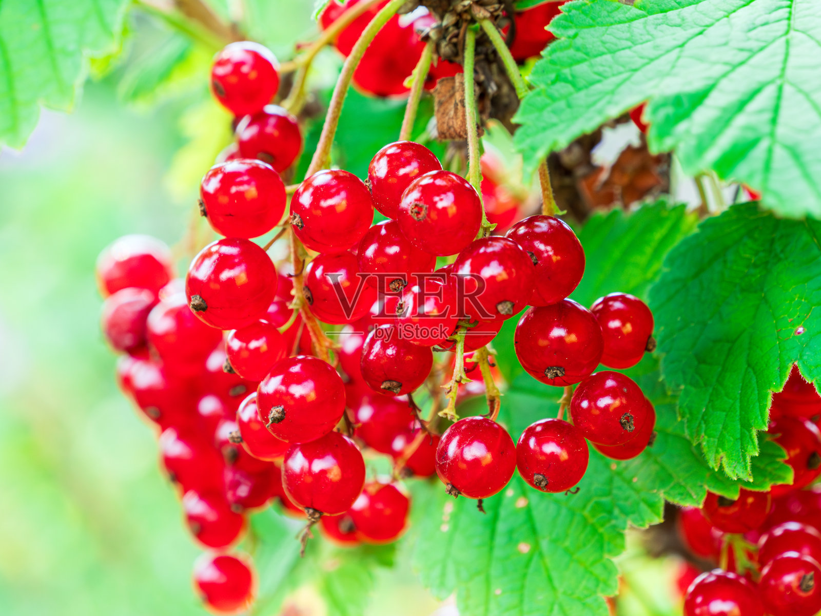 一堆流通虫在树枝上。特写镜头照片摄影图片