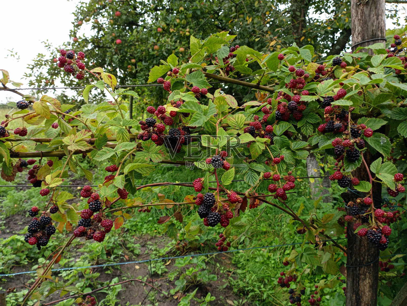 黑莓枝一种多刺的黑莓灌木的树枝，上面长着黑莓美味健康的黑莓浆果在花园里的灌木丛。在花园里种浆果的话题。照片摄影图片