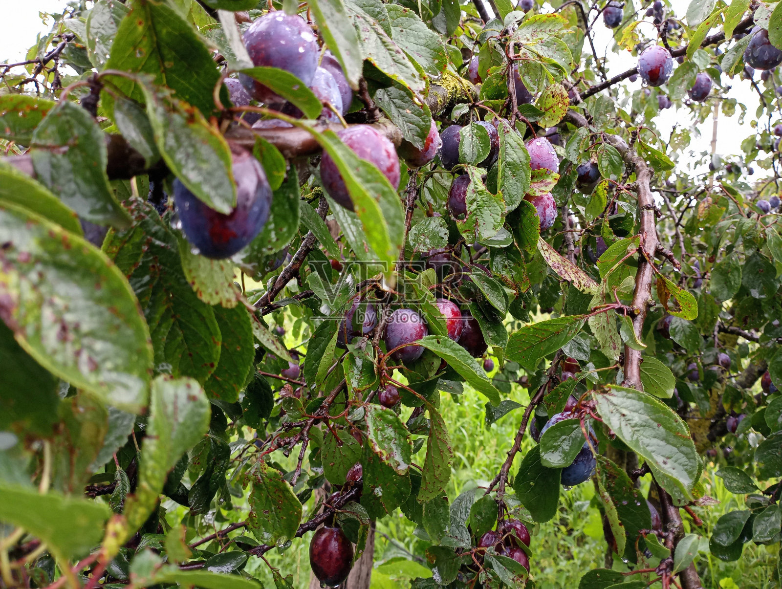 下雨时，花园里的绿叶中，树枝上成熟、美味、健康的李子。花园背景，李子和雨滴。照片摄影图片