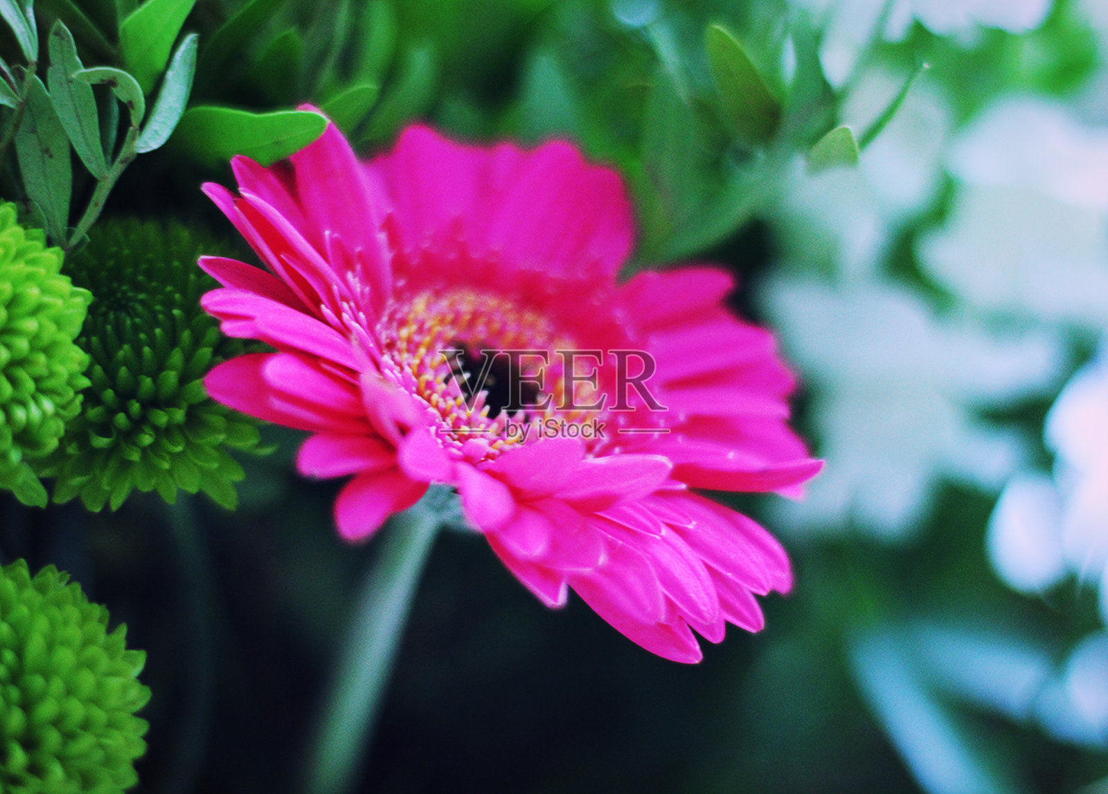 紫色花朵的微距镜头照片摄影图片