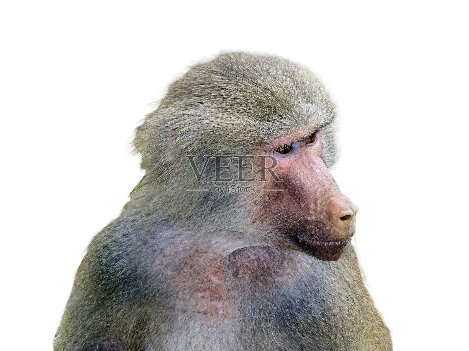 在白色背景上孤立的小狒狒照片摄影图片