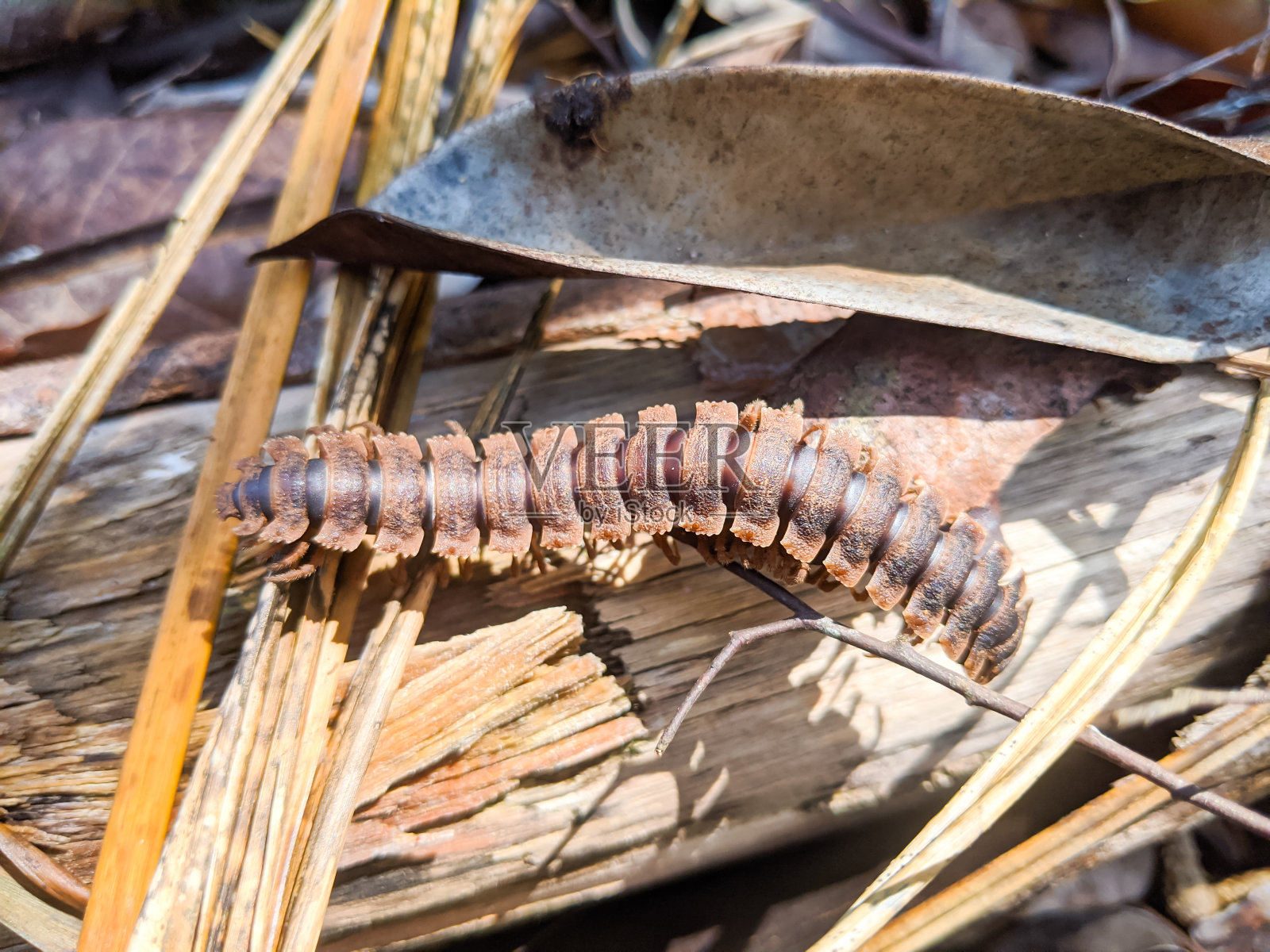 Polydesmida动物照片摄影图片