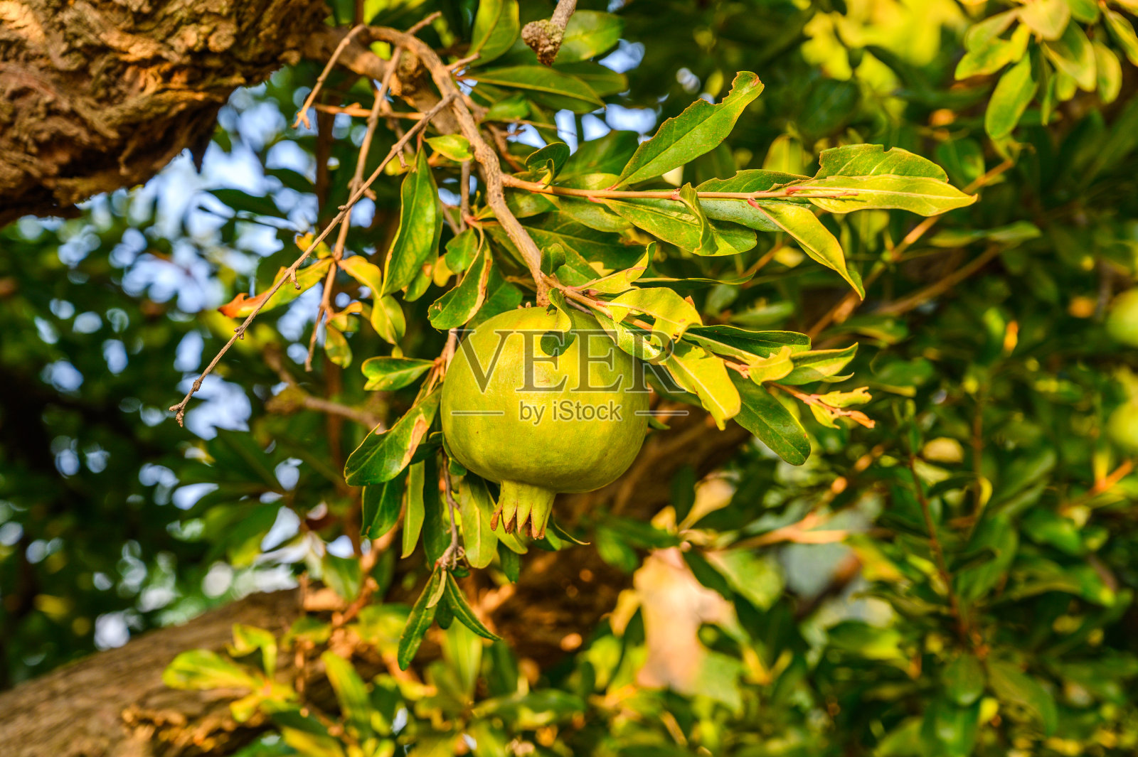 成熟的绿石榴果实在树枝上。背景上的树叶照片摄影图片