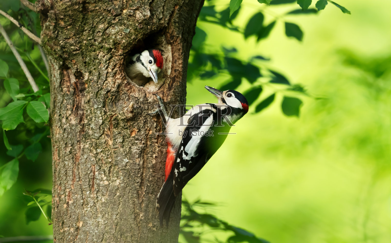 一只雄性斑点啄木鸟正在喂小鸡的特写照片摄影图片