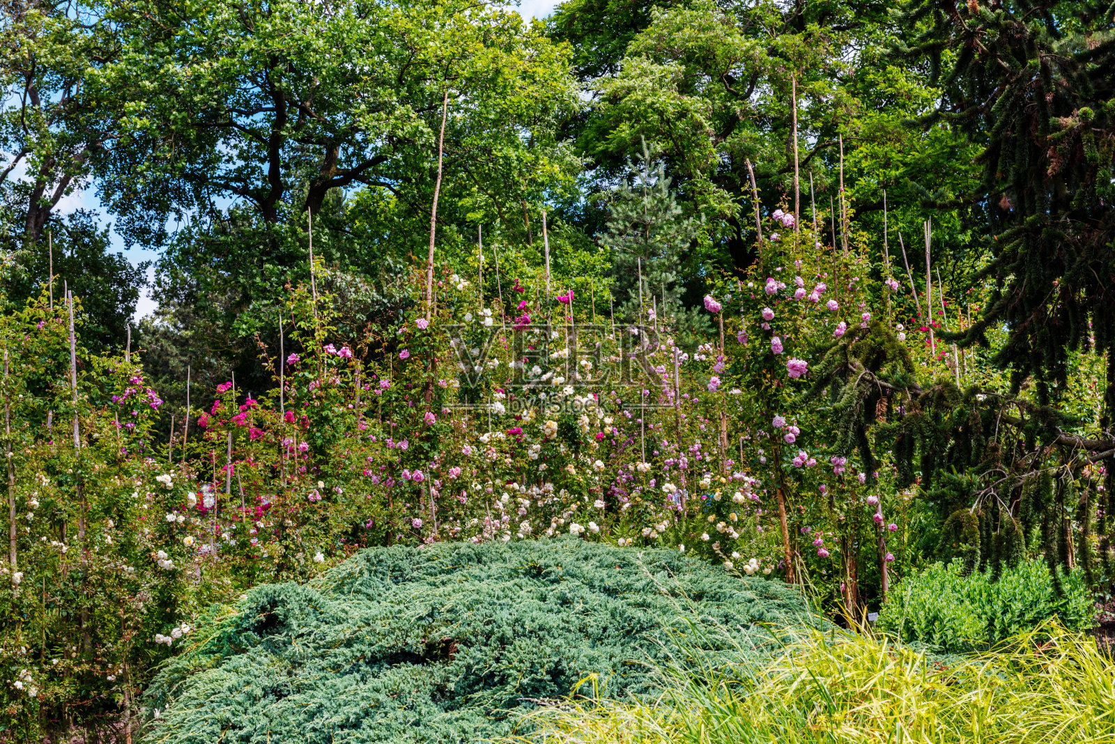 花中女王玫瑰的框架。爬上升照片摄影图片