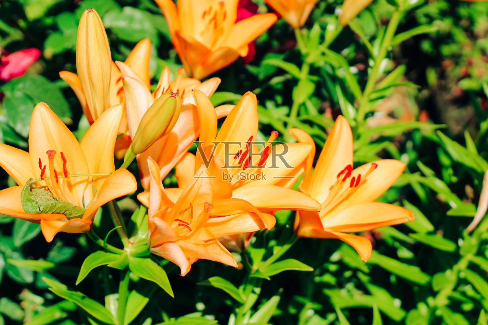 花园里的橙百合丛特写照片摄影图片