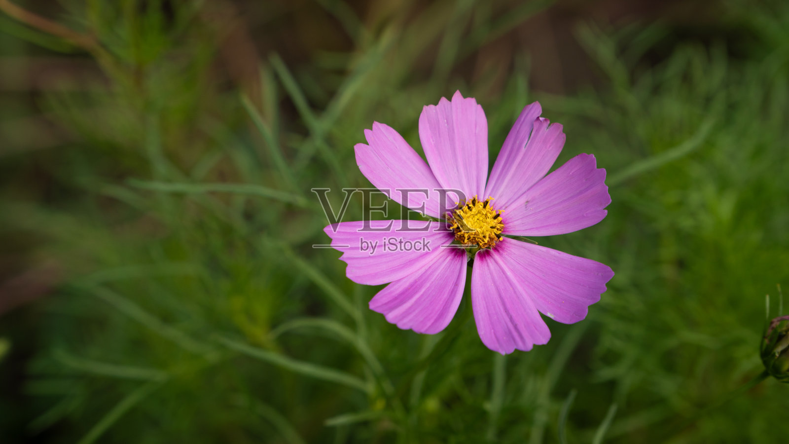 粉红宇宙花照片摄影图片