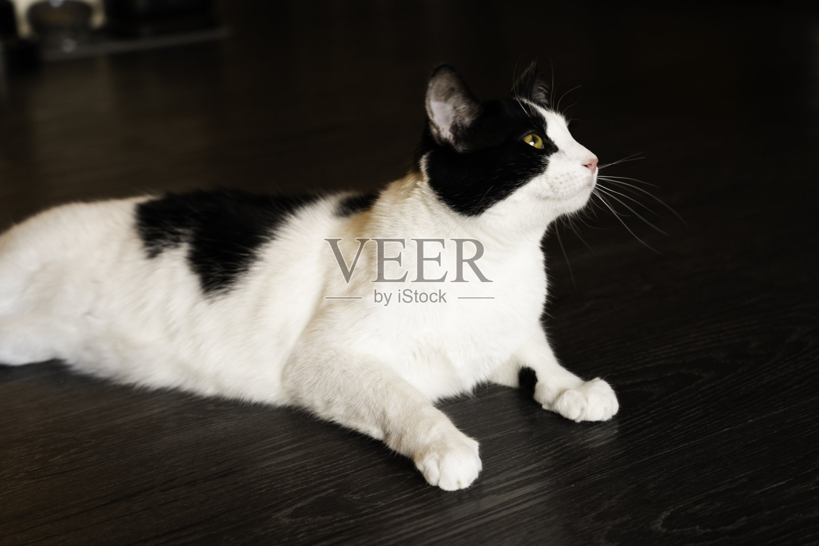 猫躺在地板上，看起来很舒服照片摄影图片