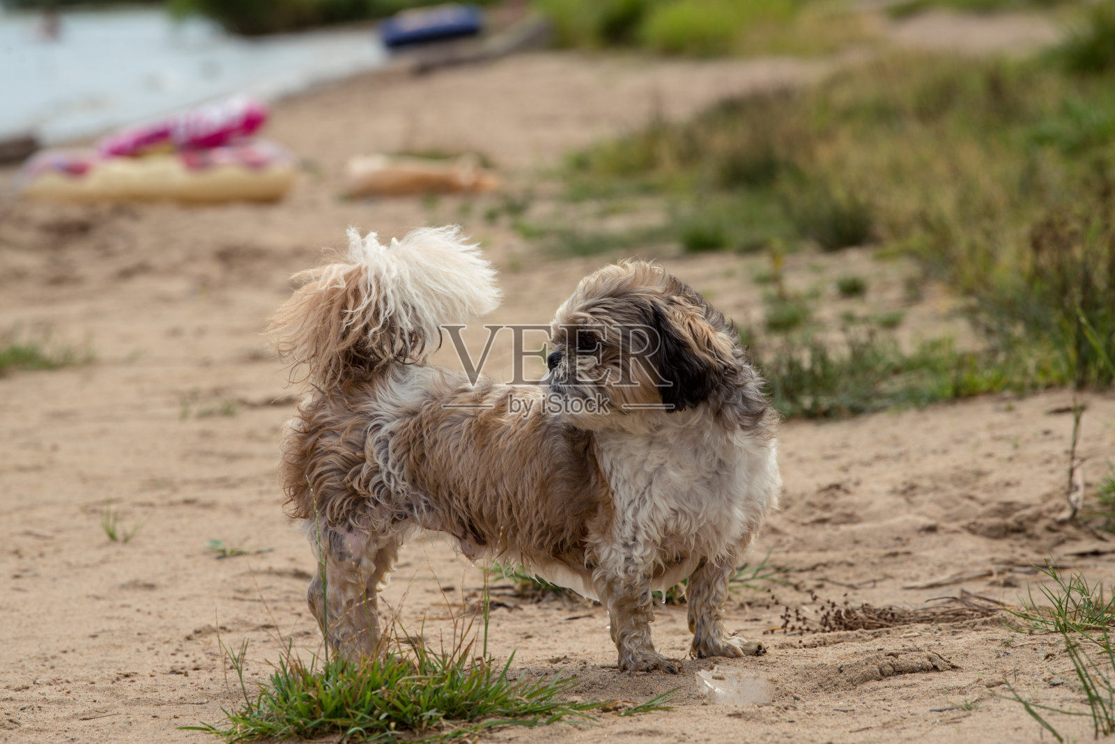 湿狗在河边的沙滩上照片摄影图片