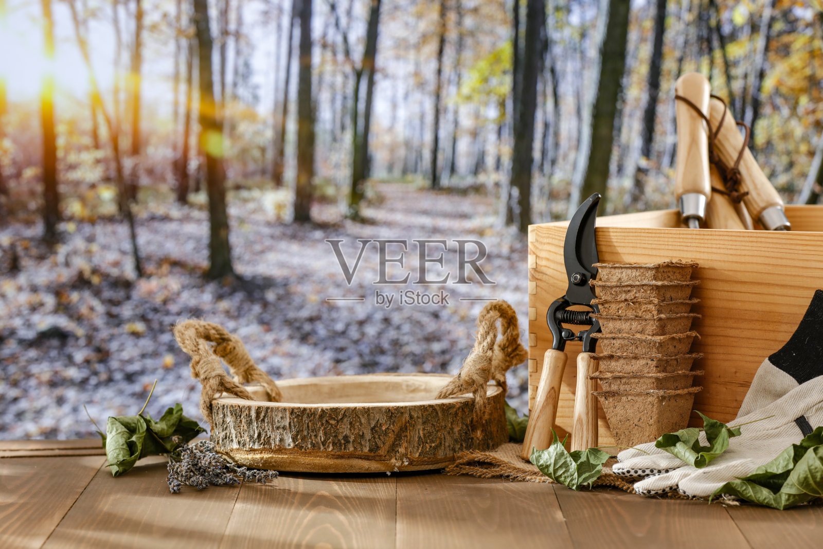 秋天的园艺设备组成在一张木桌上与复制空间的产品。秋天的树叶在阳光明媚的森林背景。照片摄影图片